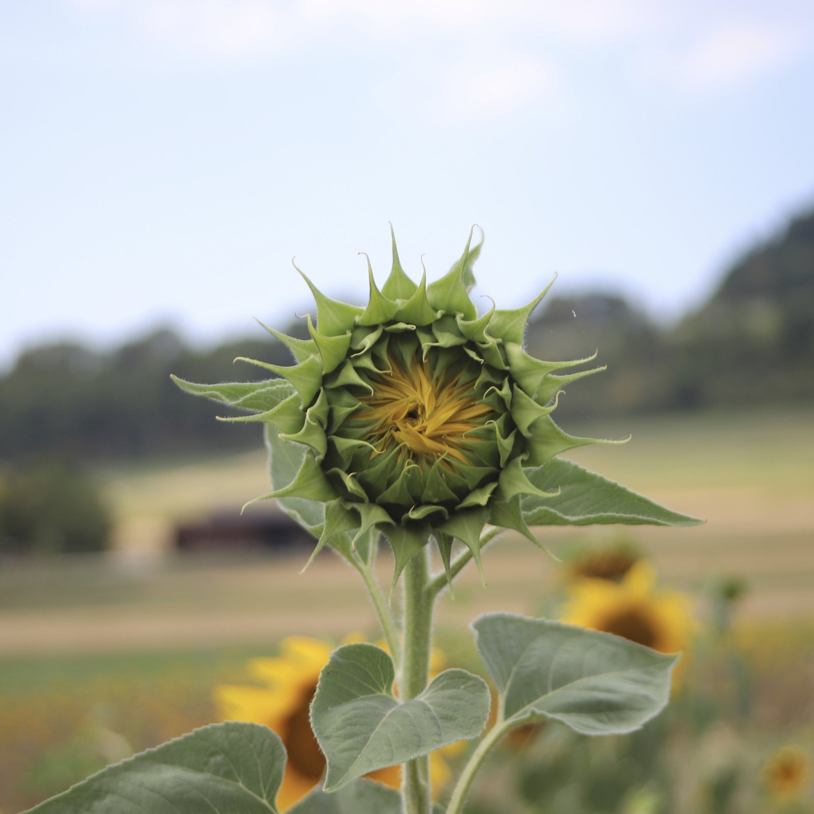 Sonnenblume kurz vor dem Aufblühen