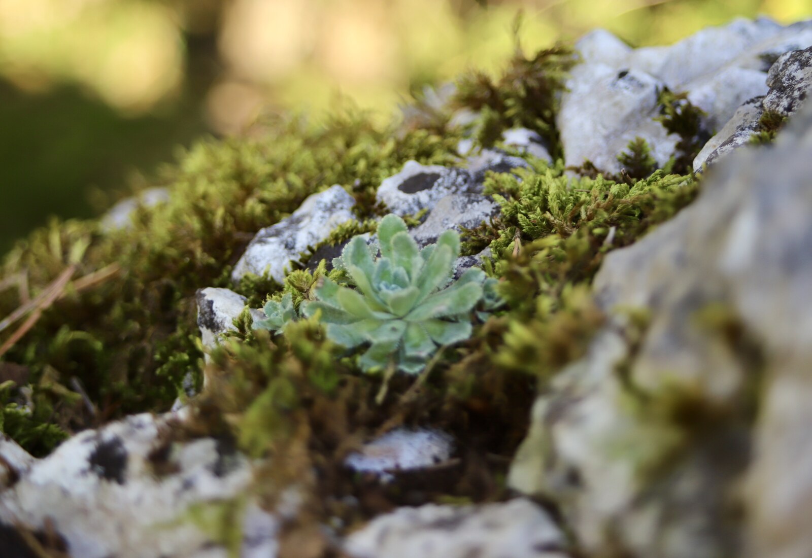 Steinrose auf einem Felsen über der Donau